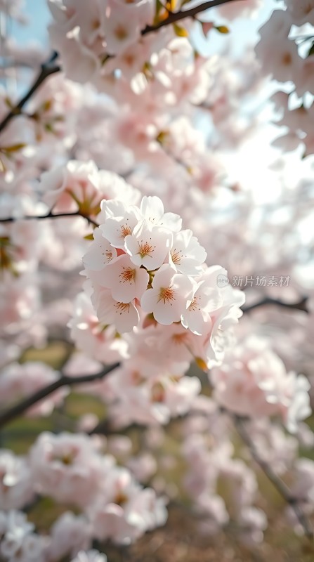 春日樱花烂漫时