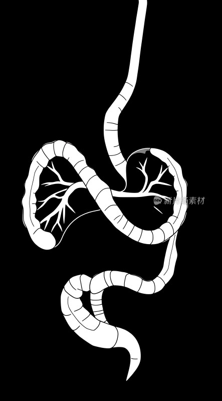 肺与气管结构图
