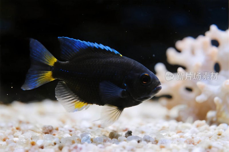 海洋鱼类与珊瑚场景