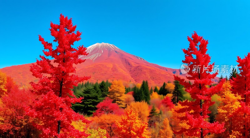 秋日红枫映雪峰