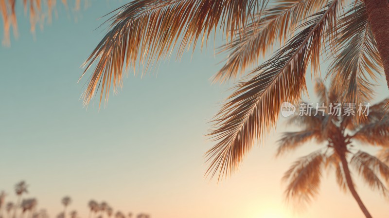 夕阳下的棕榈树美景