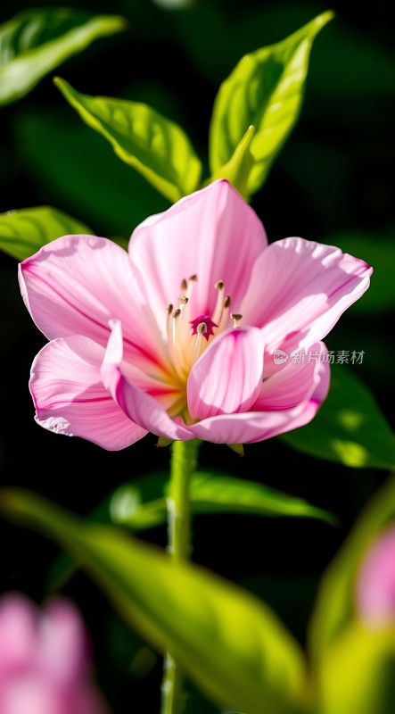 粉红花朵绽放绿叶衬托下的自然之美