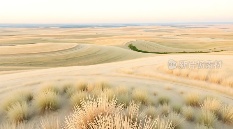 金色沙丘上的坚韧生命