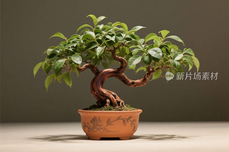 盆景艺术盆栽展示