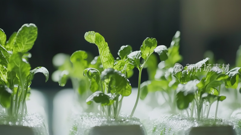 清新水培植物无土栽培特写