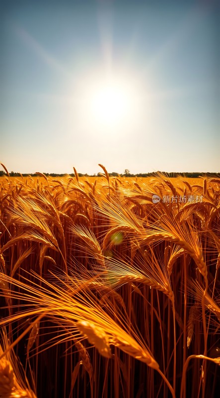 金色麦浪阳光下的丰收景象