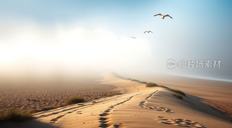晨光下的沙丘与飞翔的海鸥