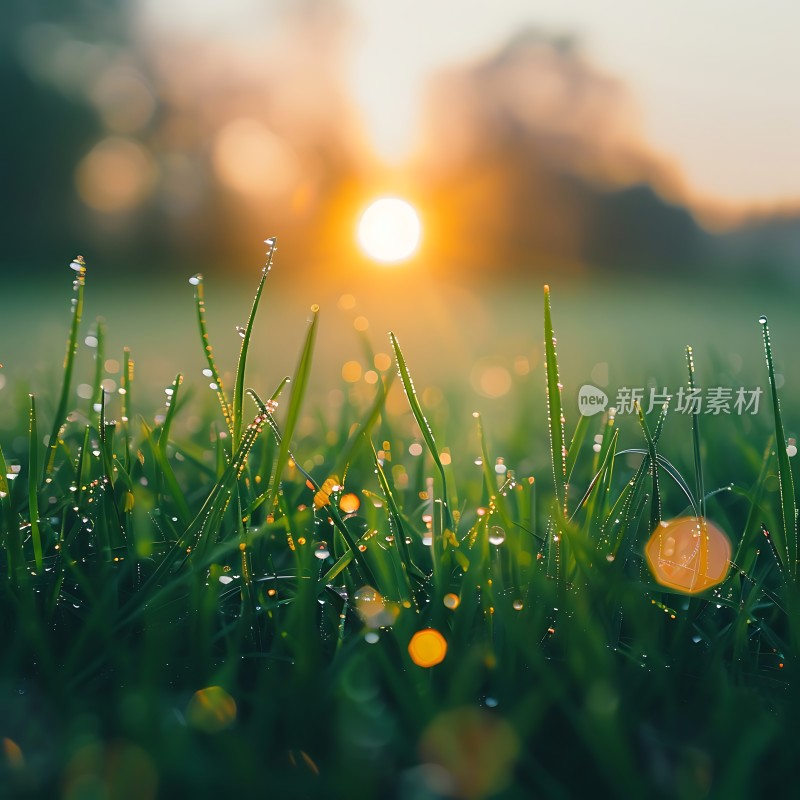 晨曦中的露珠与阳光