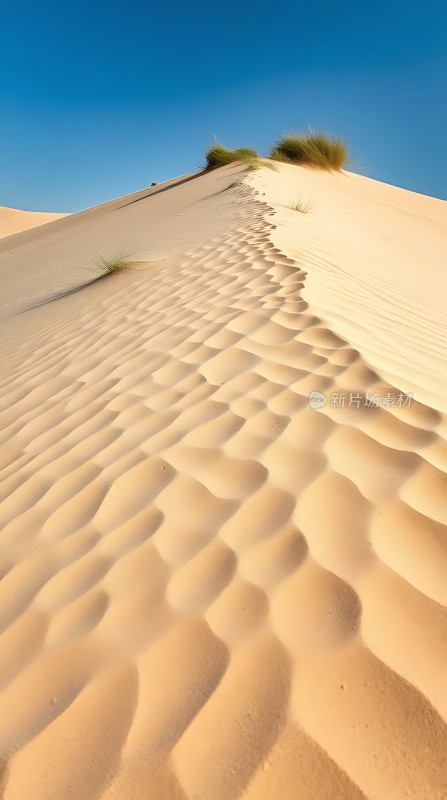 金色沙丘上的生命之歌