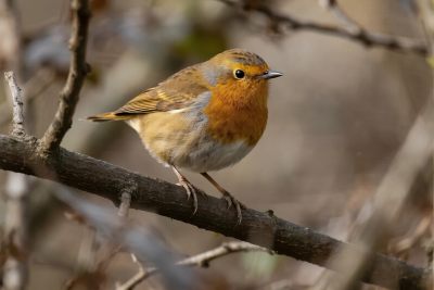 小鸟栖息树枝图 小鸟栖息树枝图