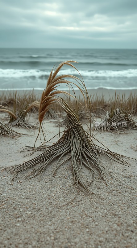 沙丘上的坚韧生命