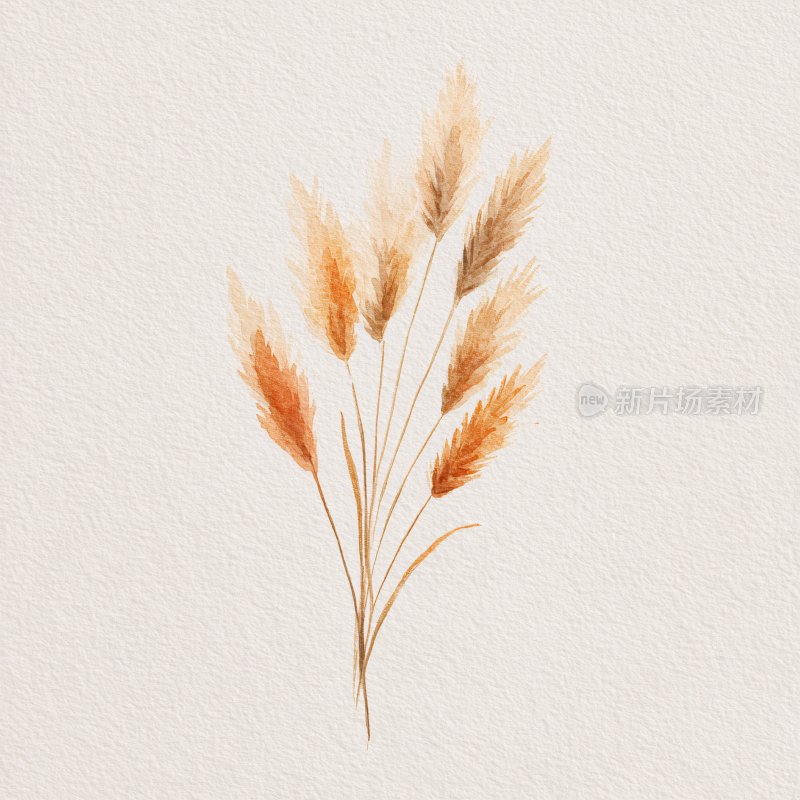 手绘麦穗插画