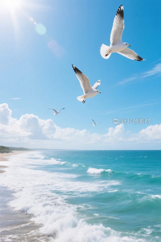 海鸥飞翔海边风景