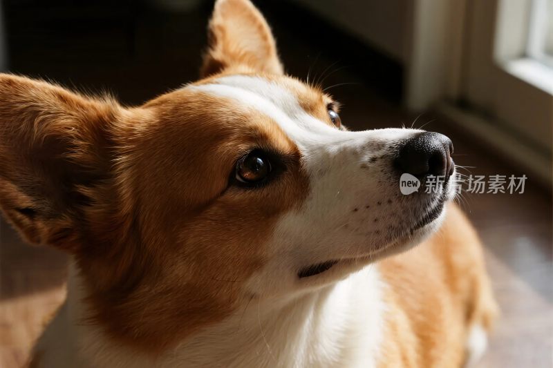 柯基犬特写照片
