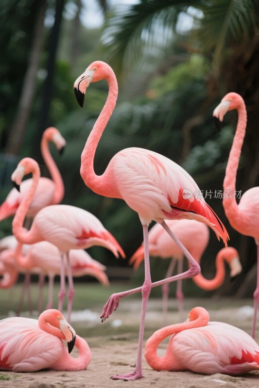 火烈鸟自然场景