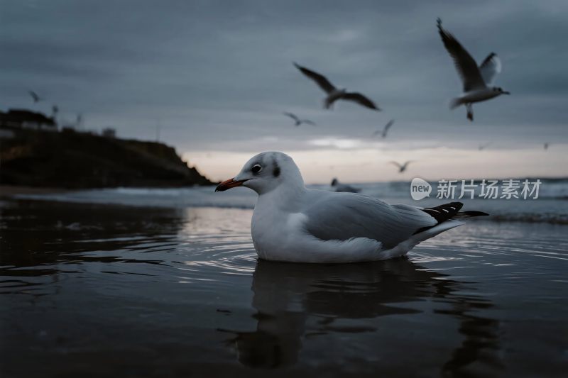 海鸥与海岸飞翔图