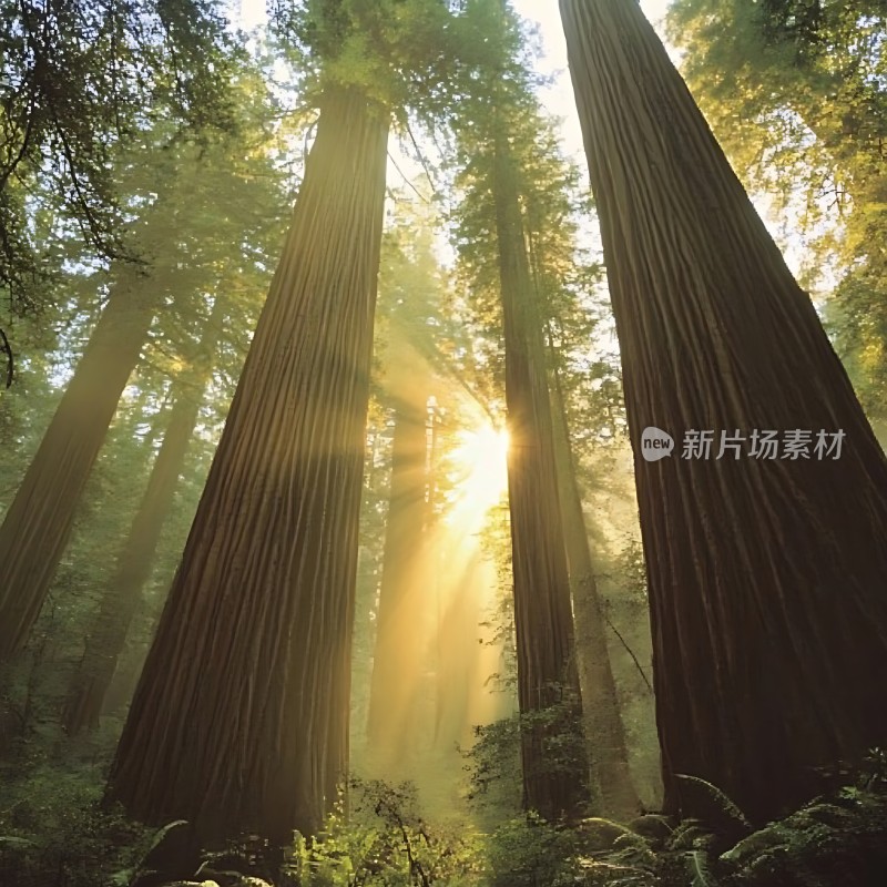 阳光下的森林秘境