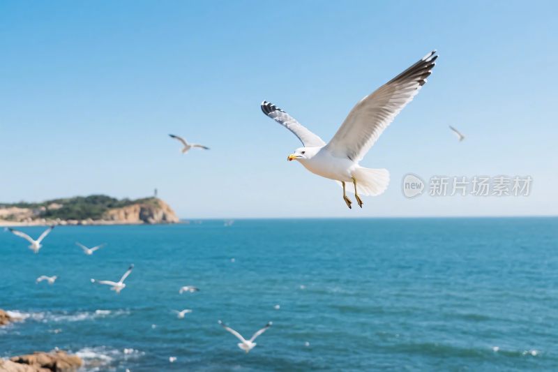 海鸥飞翔的海边风光
