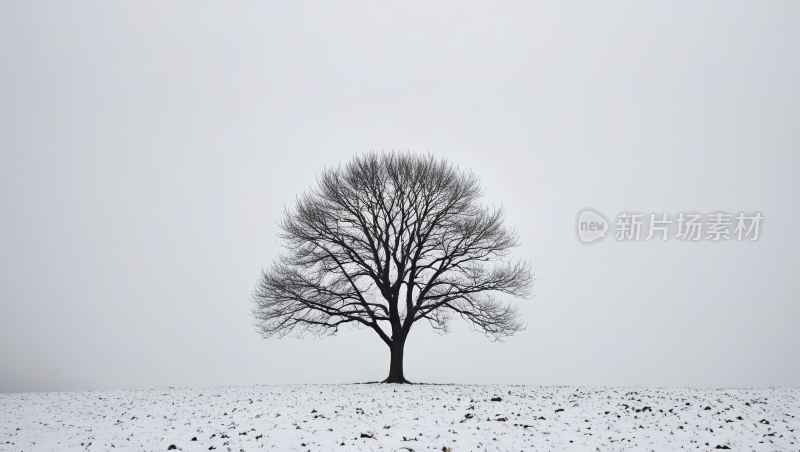 雪地里的一棵孤树高清风景图片