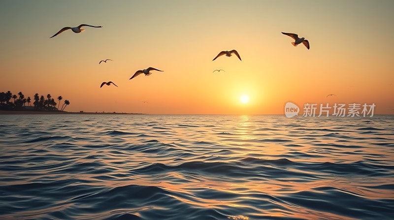 海鸥翱翔日落时分的海洋