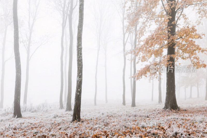 雾中秋日树林景象