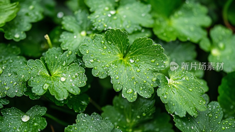 酢浆草叶上雨滴