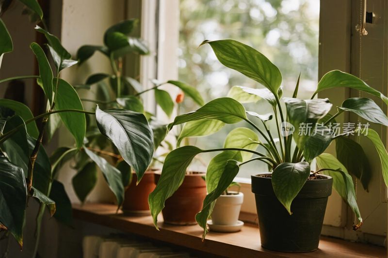 窗台绿植盆栽场景