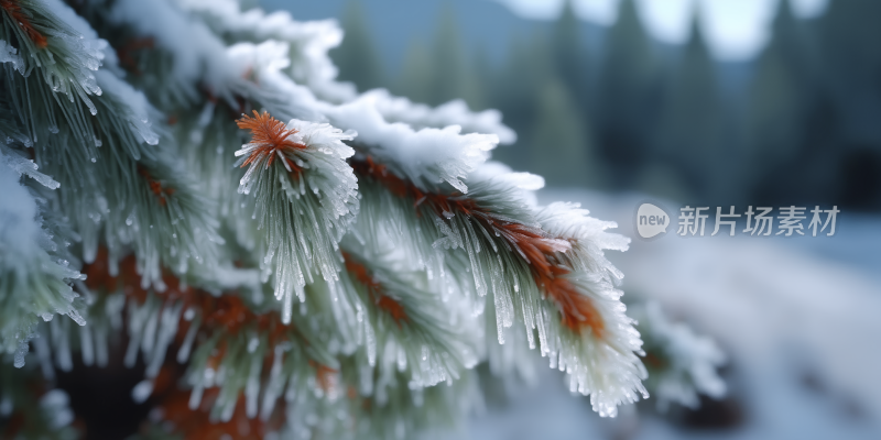 雪景森林