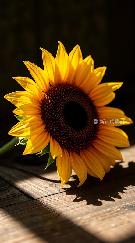 阳光下的向日葵