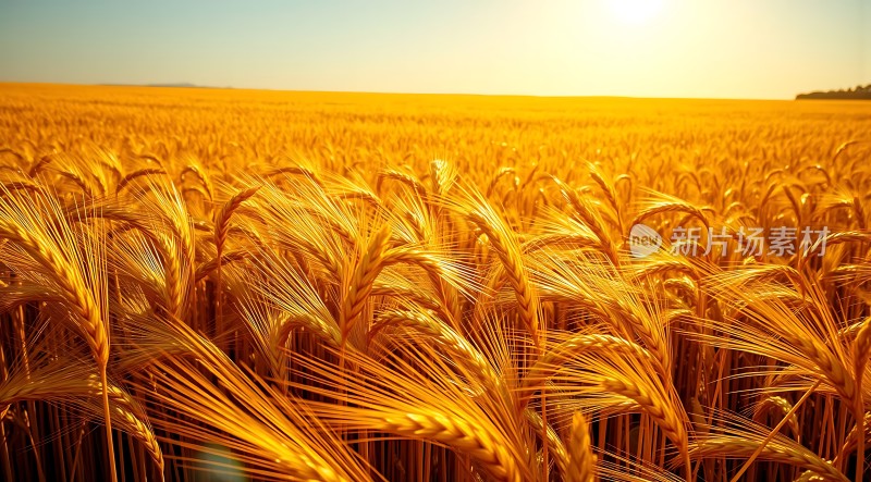 金色麦浪阳光下的丰收景象