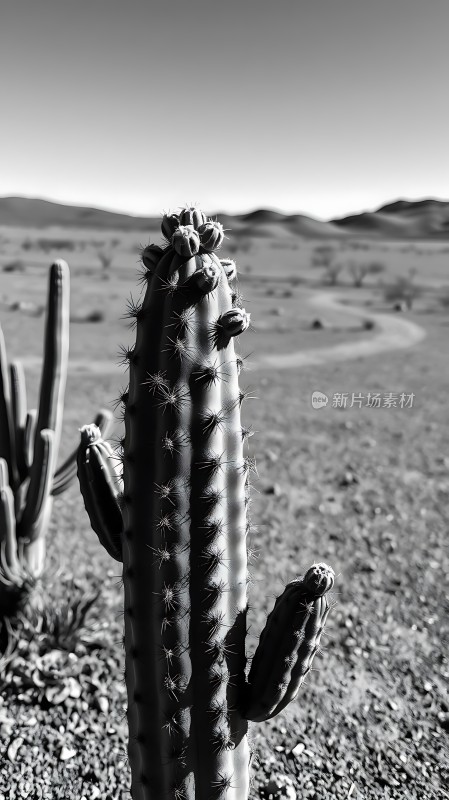 沙漠中的坚韧生命