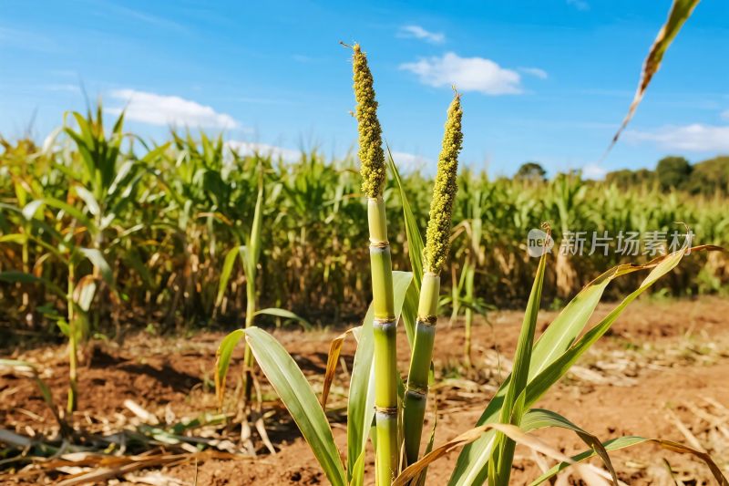 农田草本植物场景