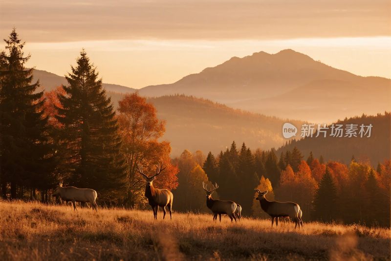 秋日山林中的麋鹿群