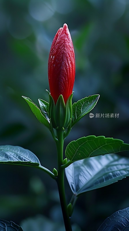 红色花蕾绽放绿叶间