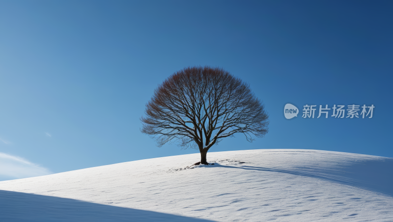 雪山上的树蓝天高清图片