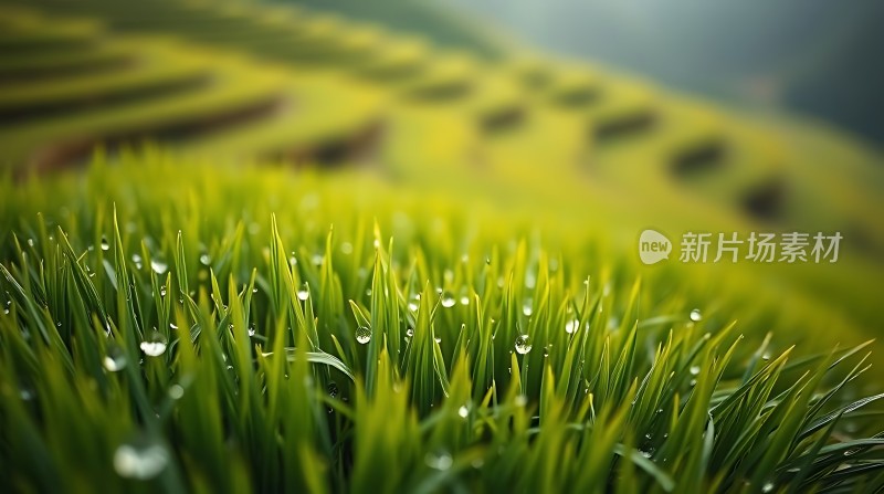 晨露轻吻绿草地