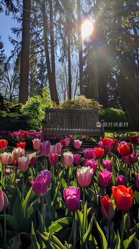 阳光下的郁金香花园