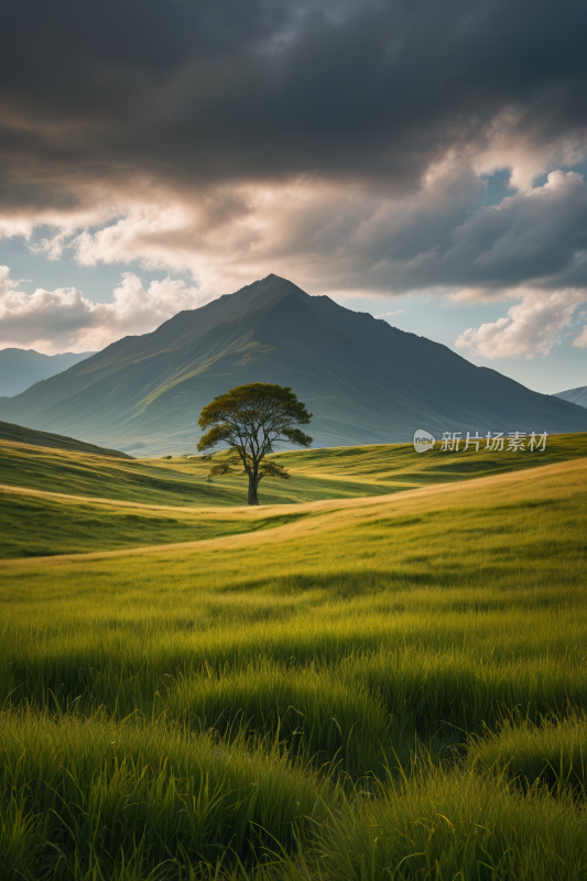 田野里一棵孤树山脉高清风景图片