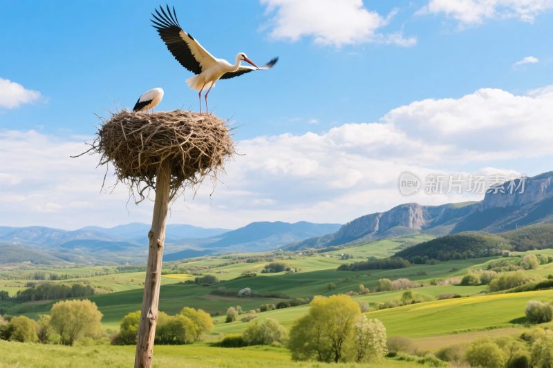 自然风景鸟类栖息场景