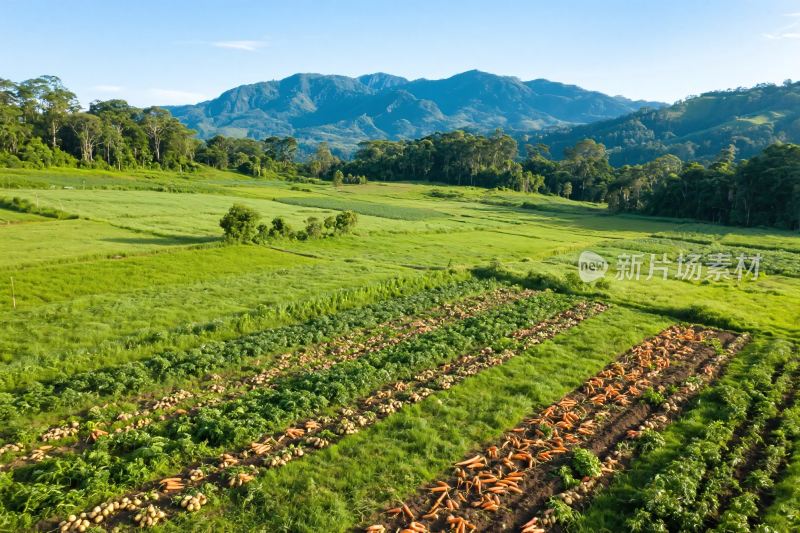 广袤田野与远山风景图