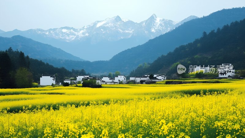 油菜花海中的古村落 油菜花