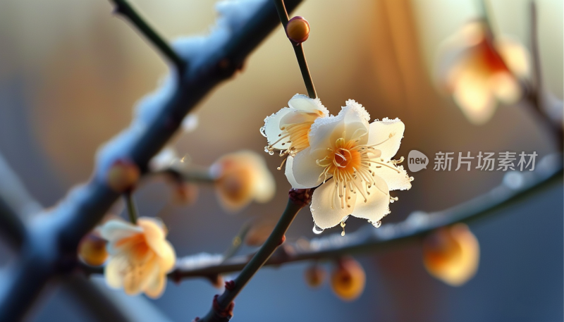 冬日里的花开雪中梅