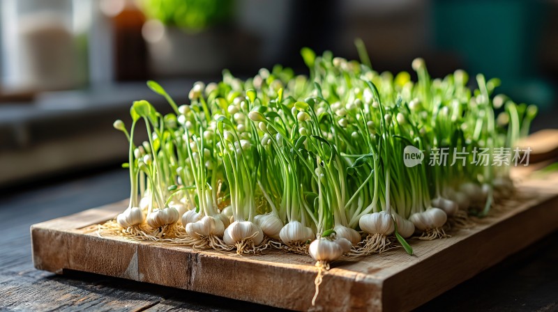 芽苗菜根系特写