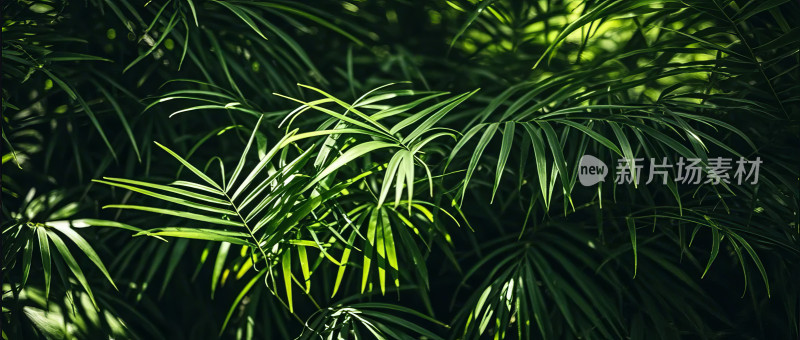 热带棕榈绿叶自然风光园林景观植物特写图