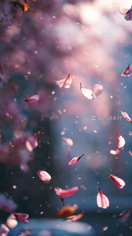 飘落的粉色花瓣梦幻场景