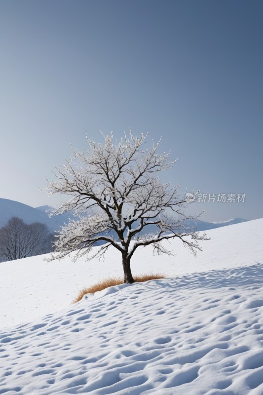 雪景雪中央一棵孤树高清风景图片