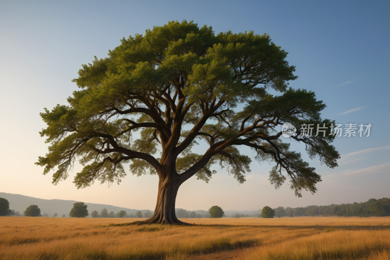 田野中央一棵大树高清风景图片