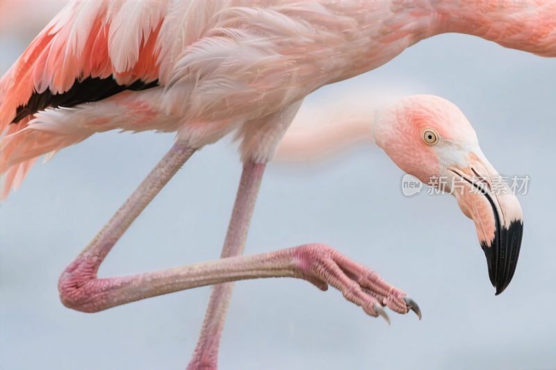 火烈鸟特写摄影图