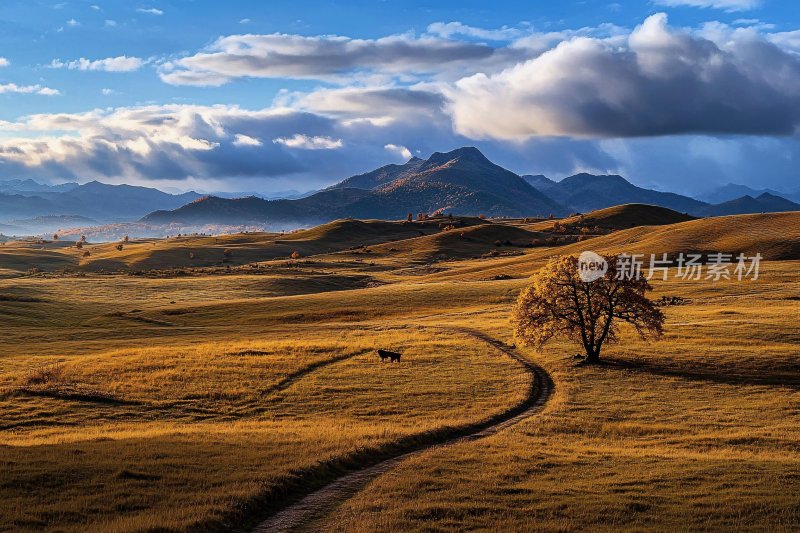 广袤草原上的孤独树木与远山