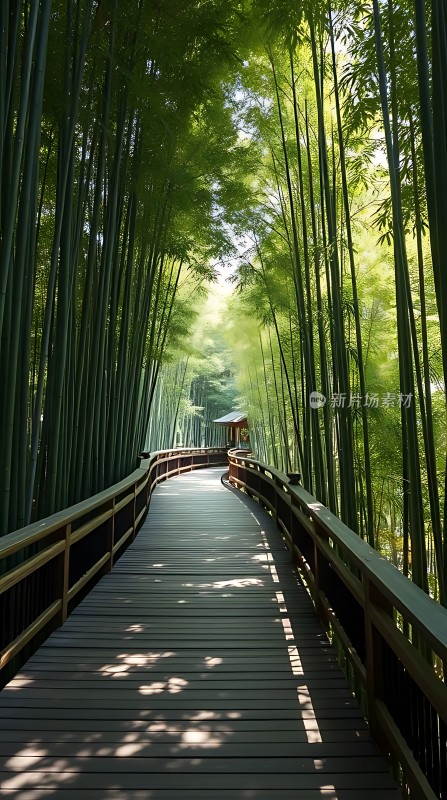 翠竹掩映下的幽静小径